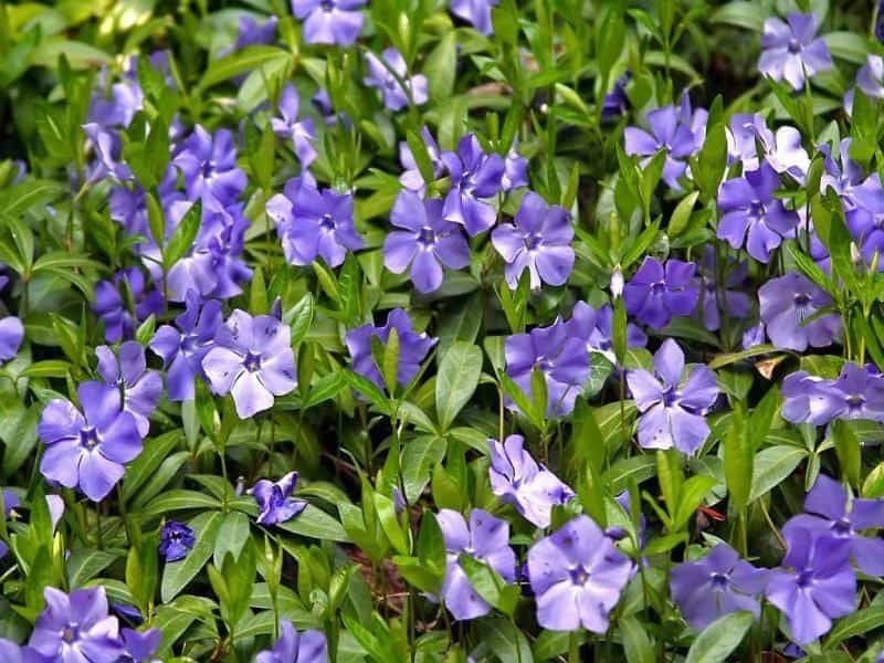 Periwinkle plant with green leaves and blue flowers Five-petalled Stock  Photo - Alamy