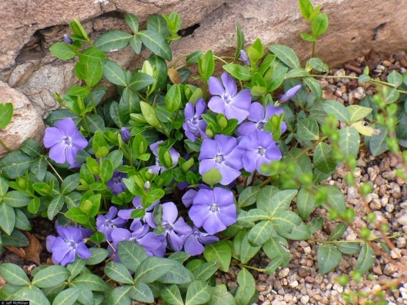 Periwinkles in blue, lavender, magenta, pink, and white. The bees,  butterflies and hummingbirds love them♥ - Beautiful flowers, Gorgeous  gardens, Plants
