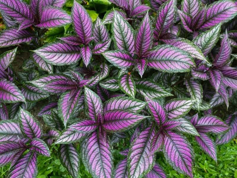 Persian Shield Care Instructions - How To Grow A Persian Shield Plant  Indoors