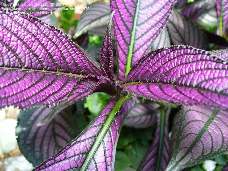Persian shield a tropical beauty for inside or outside - Home And Garden -  victoriaadvocate.com