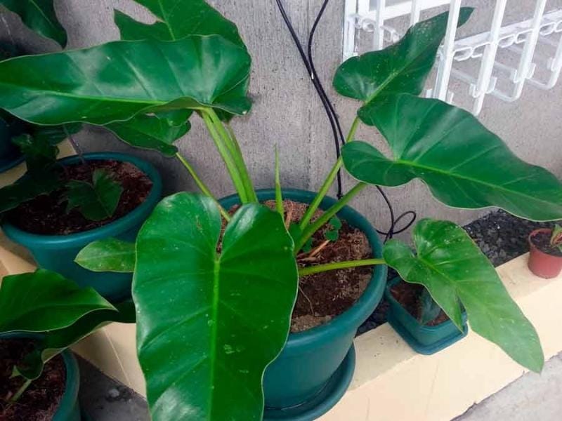 Philodendron 'Micans' - Nursery Buy