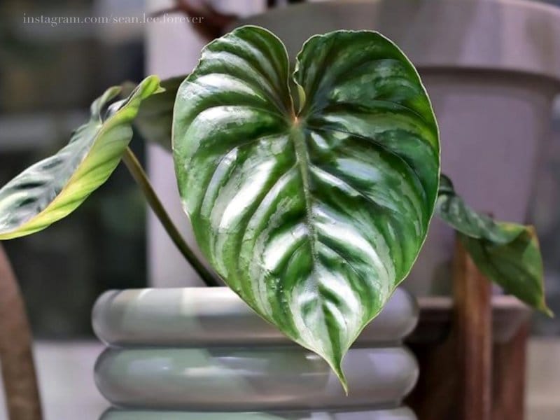 Philodendron 'Micans' – The Plant Lady SF