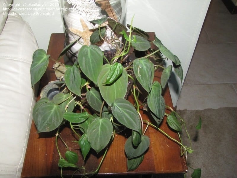 Philodendron 'micans' Propagation Kit - Etsy
