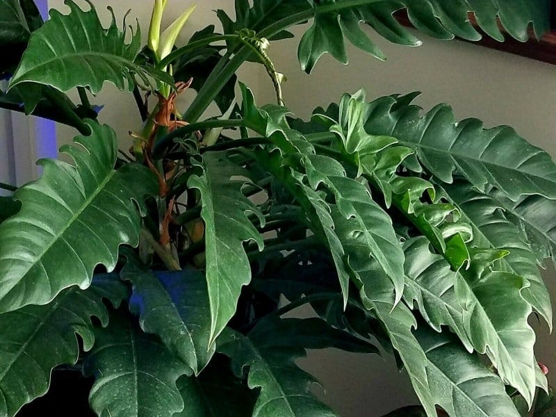 Philodendron Micans — A Succulent Day