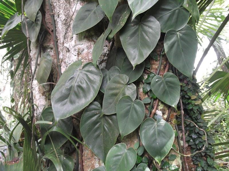 Philodendron Micans - Beautiful Indoor Vining Plants - Planterina