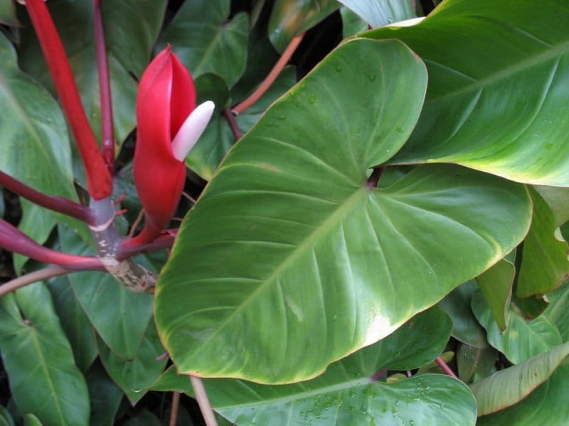 Philodendron Micans – Get Rootsy