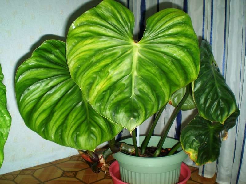 Philodendron Micans – How to Care for and Propagate