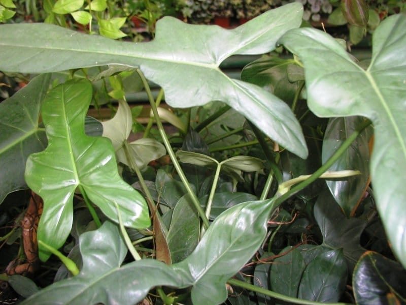 Philodendron Micans – Leila's Plants