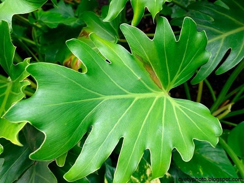 Philodendron Micans - PlantVine