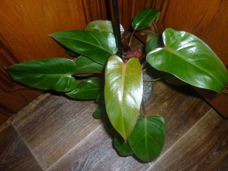 Philodendron Micans - VIP Plants