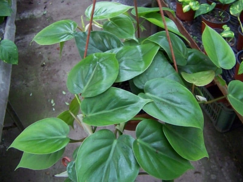 Philodendron Micans 4\