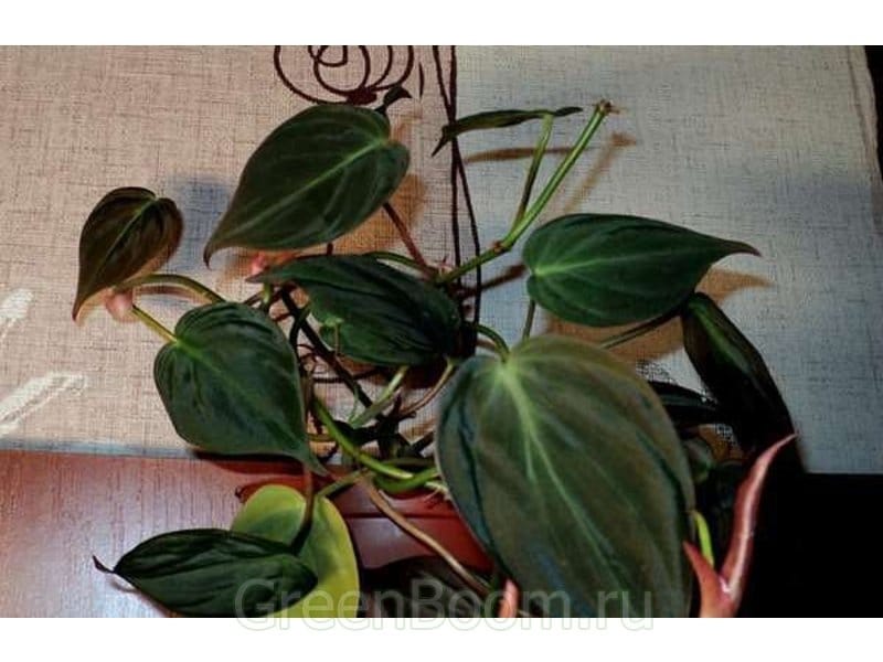 Philodendron Micans Care - YouTube