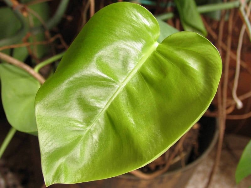 Philodendron \