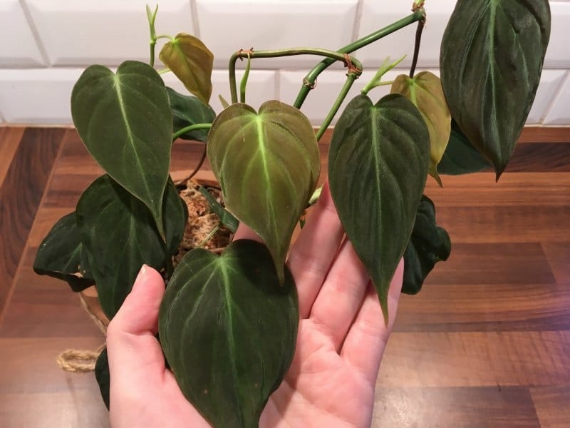 Philodendron micans... ❄🌷 - Plants, House plants, House plants indoor