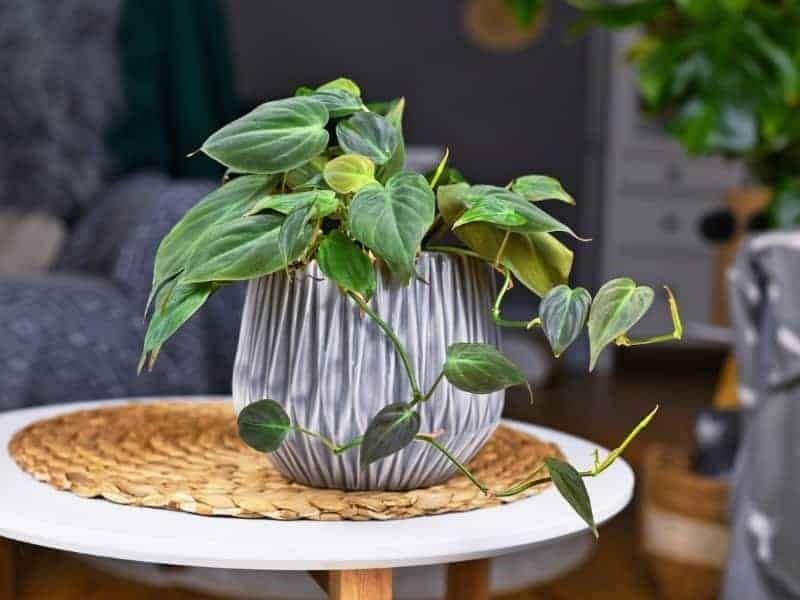 Philodendron micans UK - The Ginger Jungle - Indoor plants UK