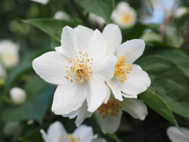 Photo Of The Flower Of Jasminum Officinale, Common Jasmine, Summer Jasmine,  Poet's Jasmine, White Jasmine, True Jasmine Or Jessamine, A Species Of  Flowering Plant In The Olive Family Oleaceae. Stock Photo, Picture