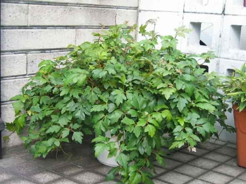 Photo of Grape Ivy, Oak Leaf Ivy (Cissus rhombifolia) - Hanging plants  outdoor, Vegetable garden design, Plants