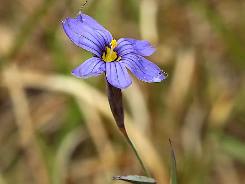 Photo of the bloom of California Blue-Eyed Grass (Sisyrinchium bellum)  posted by zuzu - Garden.org