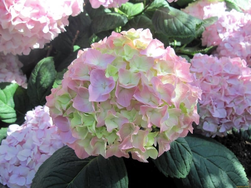 Photo of the bloom of Panicle Hydrangea (Hydrangea paniculata Fire and Ice™)  posted by frankrichards16 - Garden.org