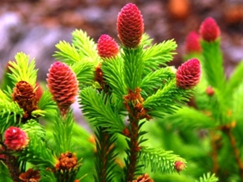 Picea abies 'Blondie' Dwarf Norway Spruce - Kigi Nursery