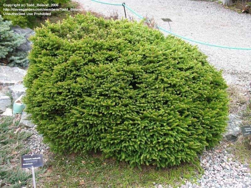 Picea abies 'Elegans' Dwarf Spreading Norway Spruce - Kigi Nursery