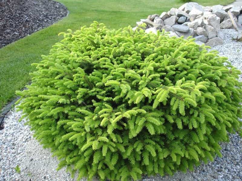Picea abies 'Pumila' spruce. Gets 2-3 x 3-5 ft. - Picea abies, Conifers  garden, Norway spruce