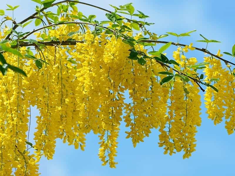 Pink Acacia Flower Closeup Robinia Pseudoacacia. Stock Image - Image of  hispida, elegant: 149847557