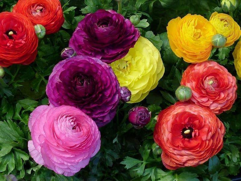 Pink Cloni Ranunculus, Cloni-pink Florabundance Wholesale Flowers -  Ranunculus - Florabundance Wholesale Flowers
