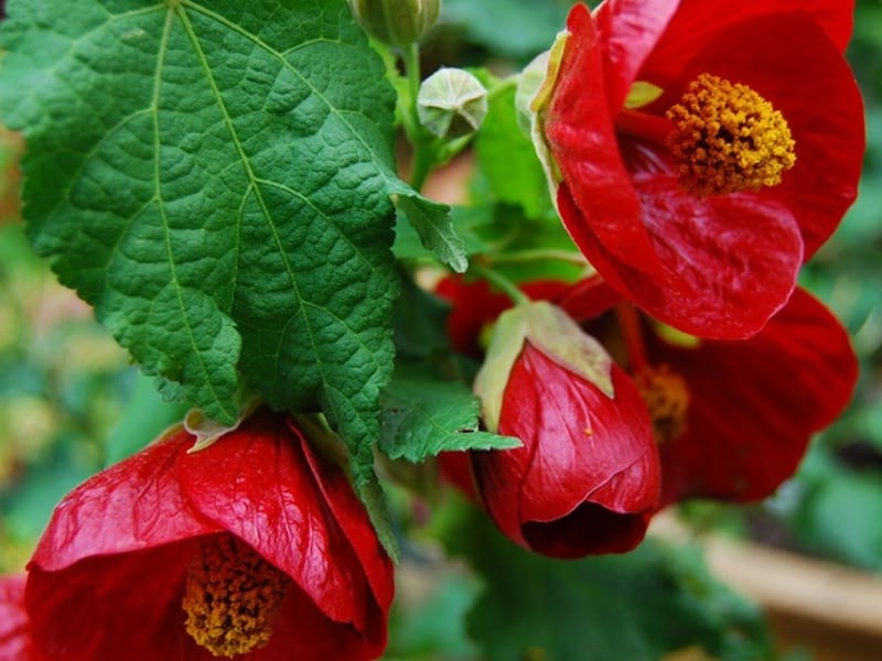 Pink Flowering Maple, Abutilon Hybridum Pink, Evergreen Shrub With Lobed  Maple Like Leaves And Bright Pink Chinese Lantern Like Large Often Hanging  Flowers. Stock Photo, Picture And Royalty Free Image. Image 91513587.