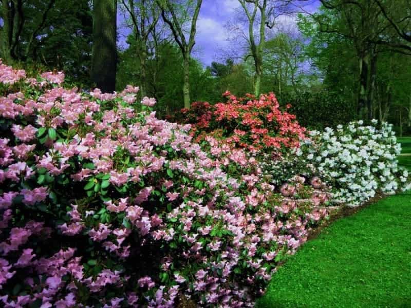 Pink Flowering Shrubs For Any Garden