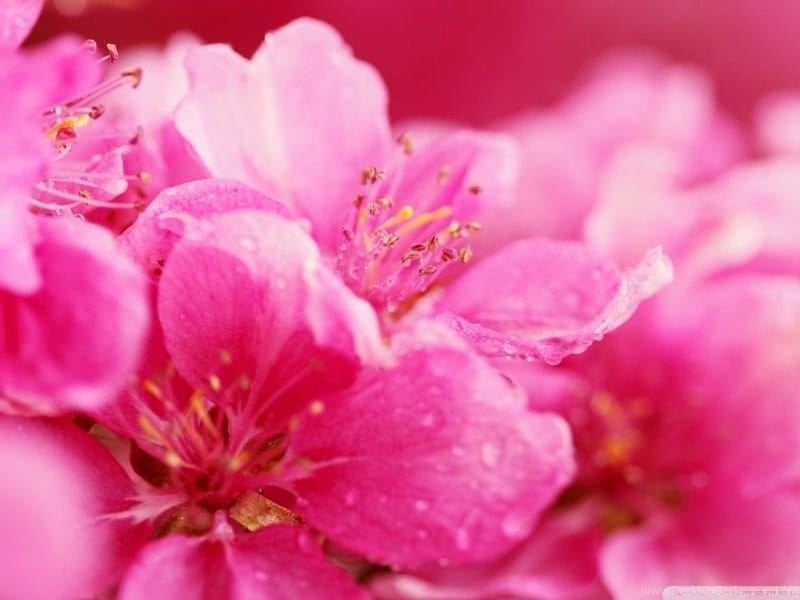 Pink Flowers Flower - Free photo on Pixabay