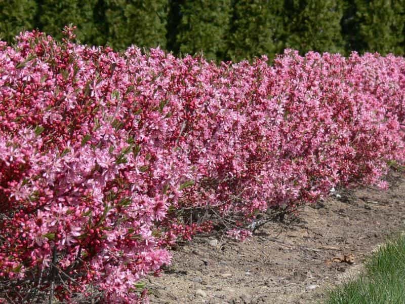 Pink Flowers of Wild Dwarf Russian Almond Stock Image - Image of plant,  blooming: 140585973