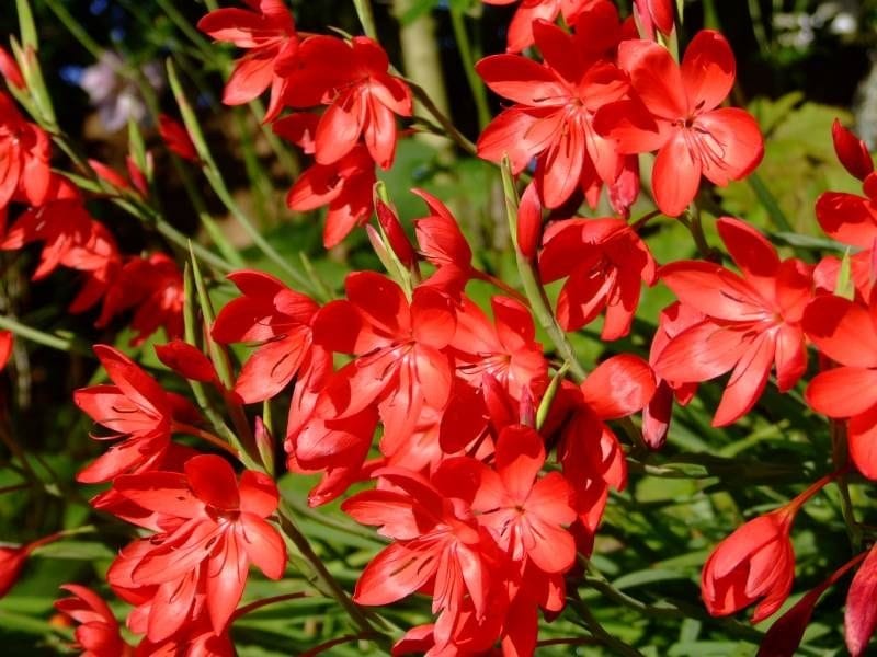 Pink Kaffir Lily, Schizostylis Mrs Hegerty, Moisture Loving, Bog Plants