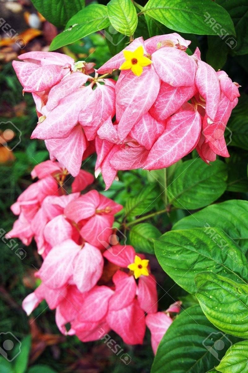 Pink Mussaenda Flower Stock Photo, Picture And Royalty Free Image. Image  14488483.
