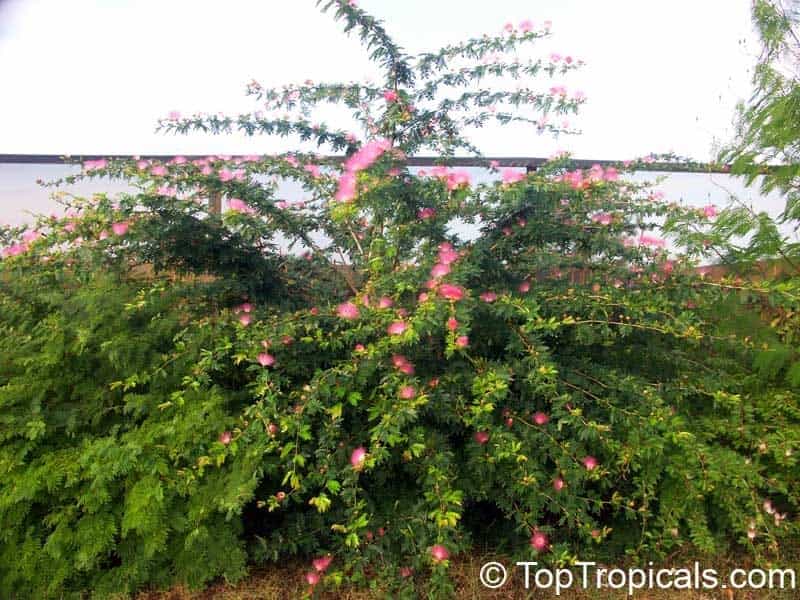 Pink Powder Puff Tree Calliandra Surinamensis Stock Photo (Edit Now)  1020172225