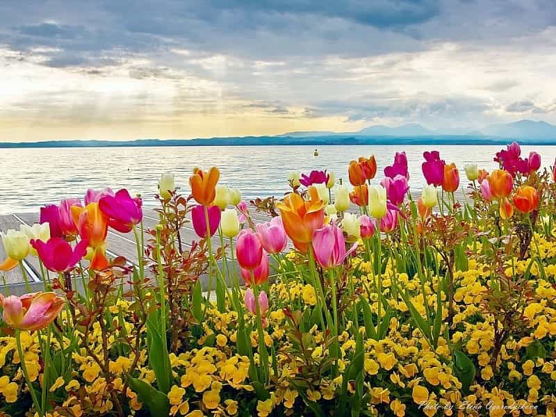 Pink Spring Flowers Wallpapers - Top Free Pink Spring Flowers Backgrounds -  WallpaperAccess