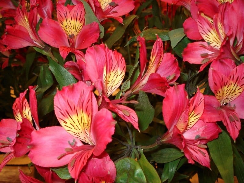 Pink Yellow Peruvian Lily Alstroemeria Flowers Flower Bed Leaves More Stock  Photo by ©PantherMediaSeller 336412342