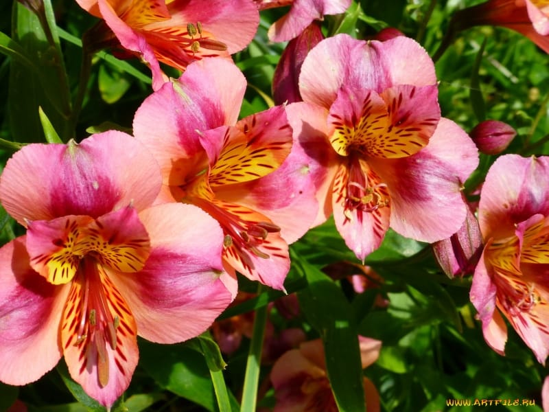 Pink and White Alstroemeria - Wholesale Flowers  DIY Wedding Flowers