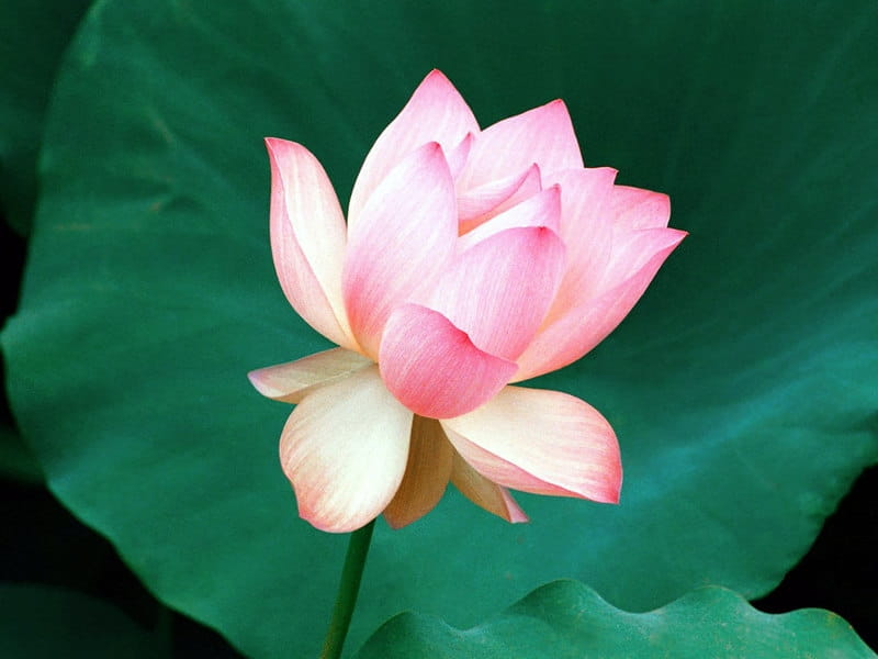 Pink lotus flower and bud stock photo. Image of summer - 154699400