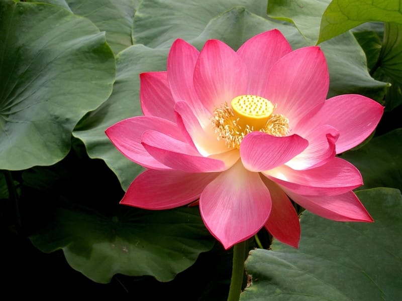 Pink lotus flower with light water lily Royalty Free Vector