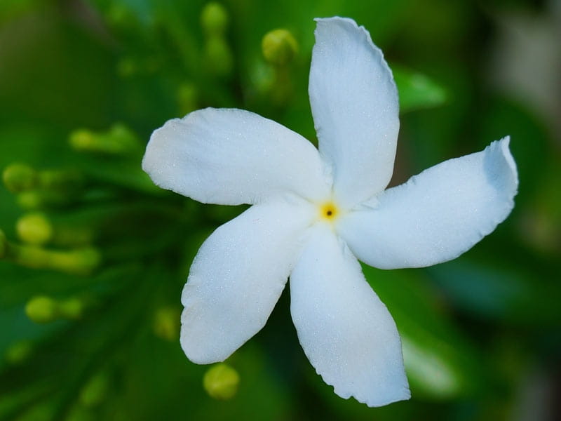 Pinwheel Flower, Crape Jasmine, Tabernaemontana Divaricata Stock Image -  Image of divaricata, poisonous: 134903573
