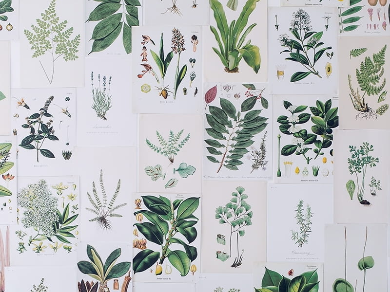 Plant Aesthetic Wallpaper - EnJpg