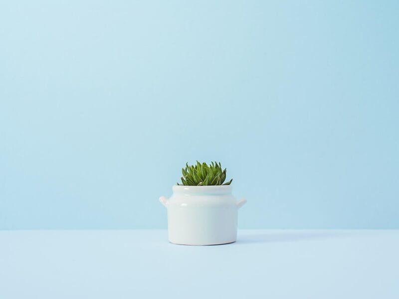 Plant Aesthetic Wallpaper - NawPic