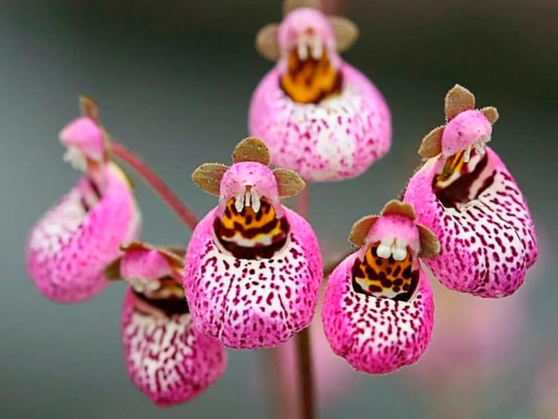 Plant Calceolaria Nature - Free photo on Pixabay