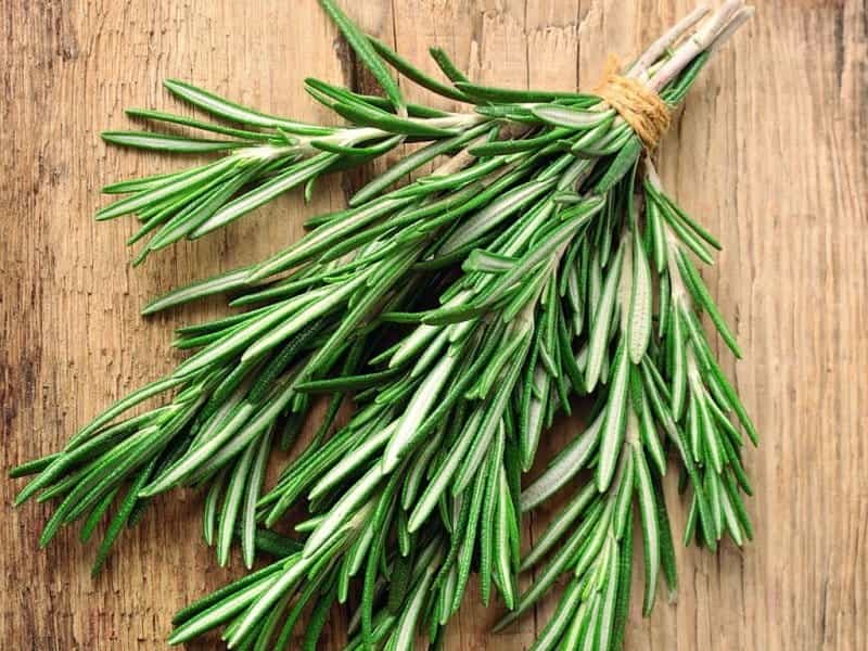 Plant Coastal Rosemary Westringia Wynyabbie Gem Stock Image - Image of  flower, closeup: 210014551