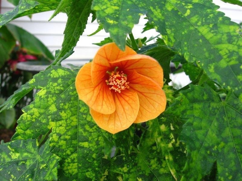 PlantFiles Pictures: Abutilon, Flowering Maple 'Savitzii' (Abutilon) by  wnstarr