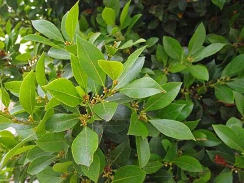 PlantFiles Pictures: Bay Laurel, Bay Tree, Sweet Bay, Bay Leaf, Bayleaf  (Laurus nobilis) by PvillePlanter - Bay leaf tree, Laurus nobilis, Bay  laurel tree