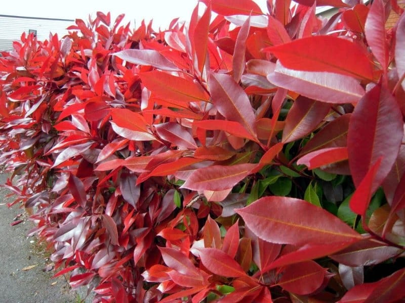 PlantFiles Pictures: Japanese Photinia, Red Tip Photinia, Red Leaf Photinia  (Photinia glabra) by CoreHHI