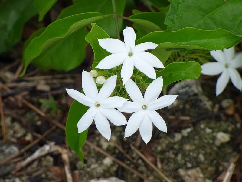 PlantFiles Pictures: Jasminum Species, Common White Jasmine, Poet's Jasmine,  Summer Jasmine, True Jasmine (Jasminum officinale) by eltel