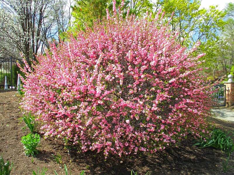 PlantFiles Pictures: Prunus, Dwarf Flowering Almond, Pink Flowering Almond  'Rosea Plena' (Prunus glandulosa) by Gabrielle